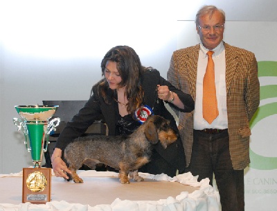des plaines de Valinor - ARTISTE, meilleur Teckel au championnat de france 2007...