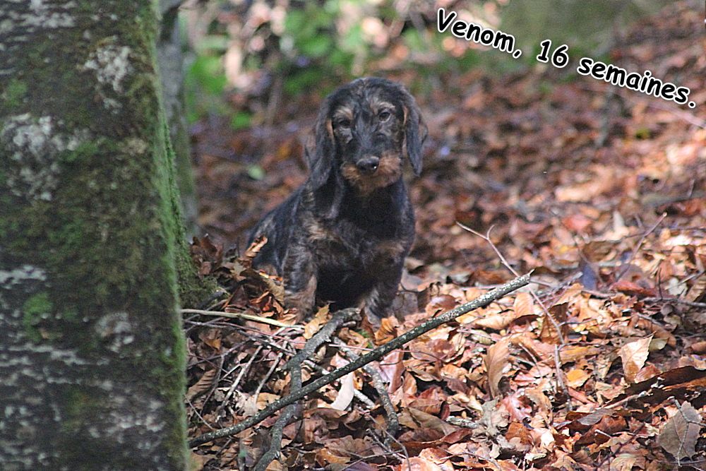 des plaines de Valinor - Chiot disponible  - Teckel poil dur