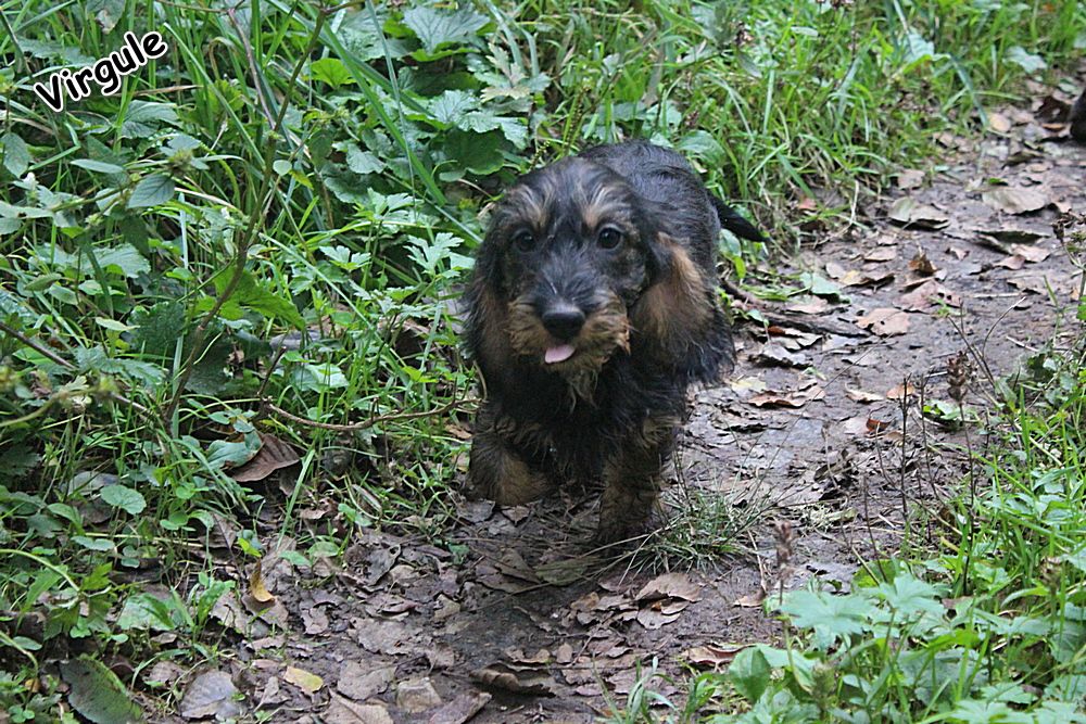 des plaines de Valinor - Chiot disponible  - Teckel poil dur