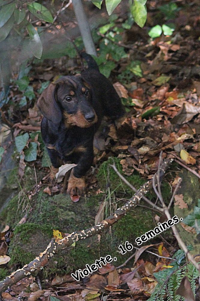 des plaines de Valinor - Chiot disponible  - Teckel poil dur