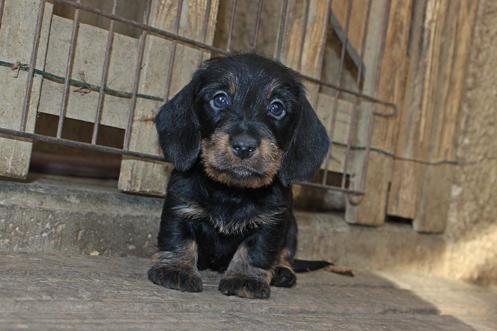 des plaines de Valinor - Chiot disponible  - Teckel poil dur