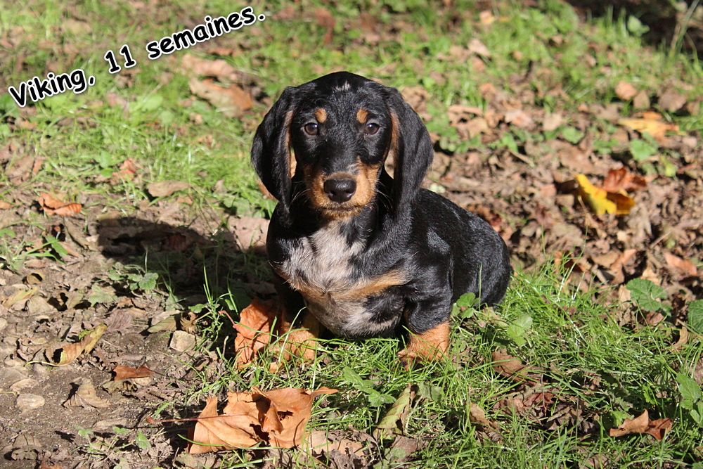 des plaines de Valinor - Chiot disponible  - Teckel poil dur