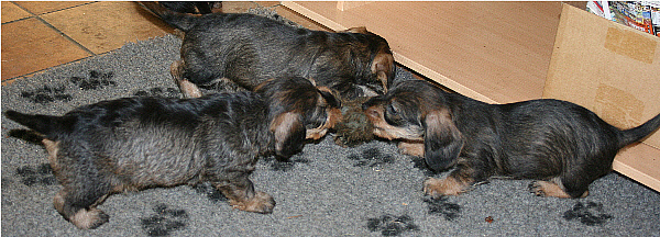 Chiots de Breakfast in bet et Usak