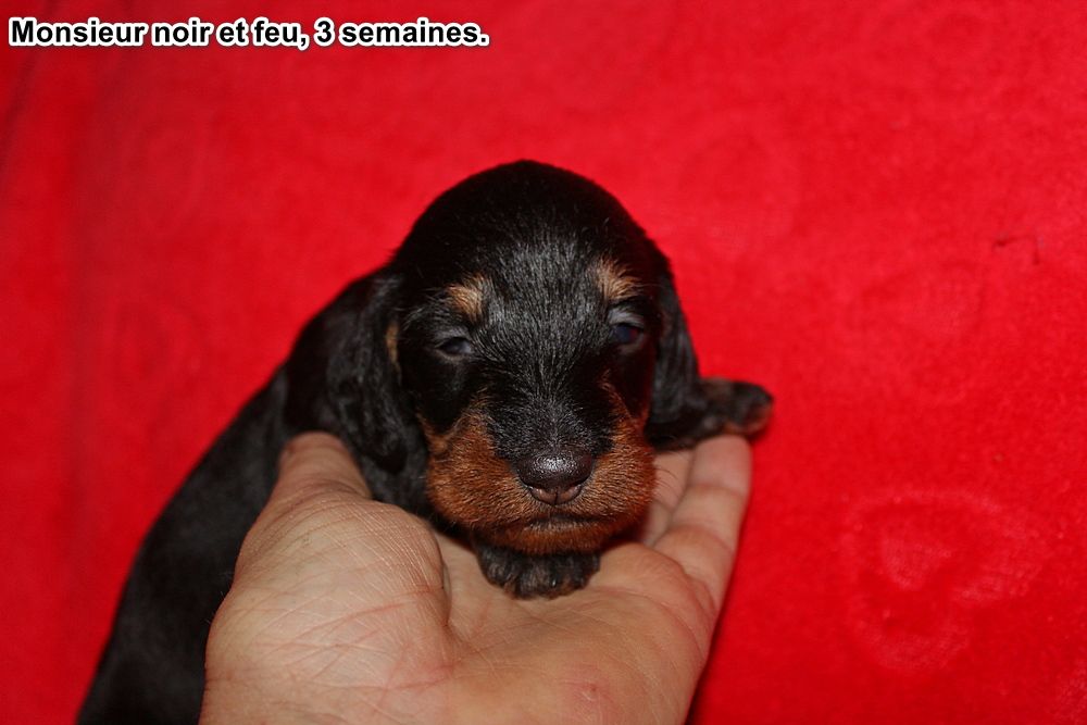 des plaines de Valinor - Chiots disponibles - Teckel poil dur