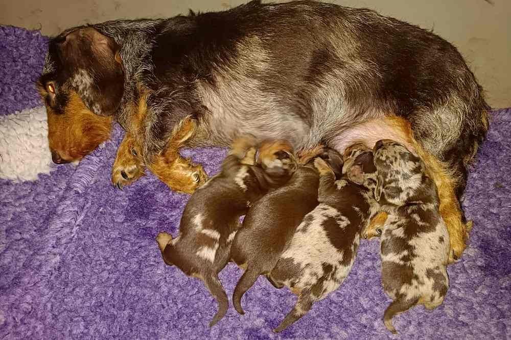 des plaines de Valinor - Teckel poil dur - Portée née le 02/09/2025