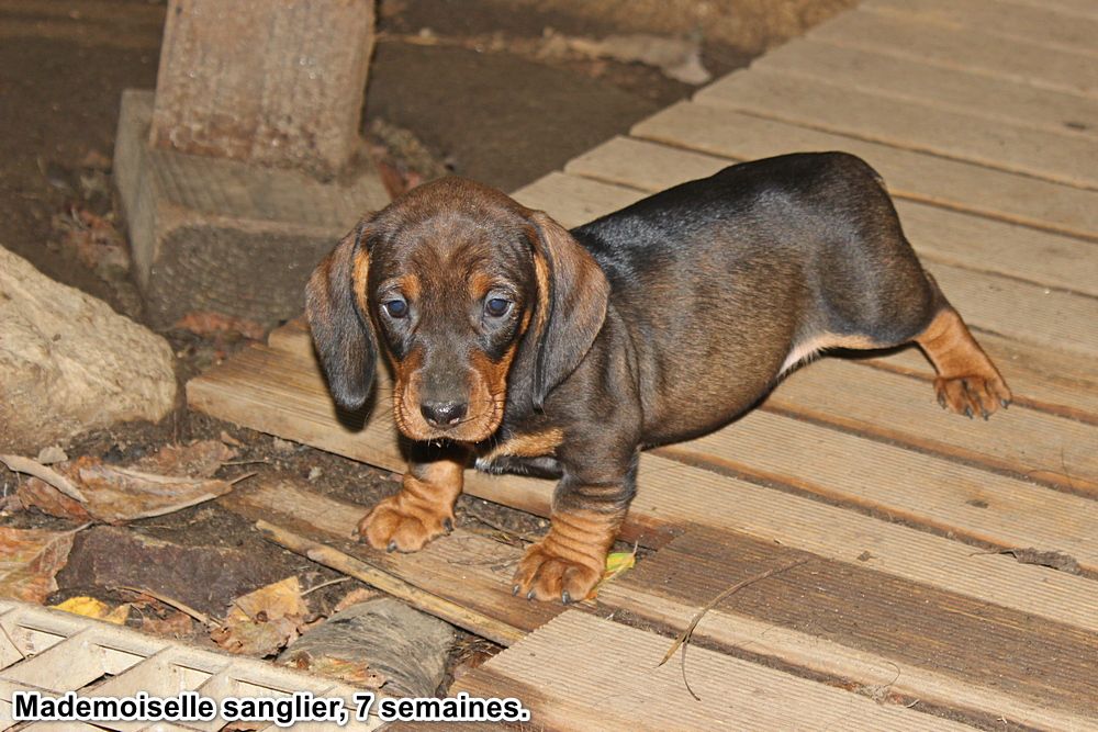 des plaines de Valinor - Chiots disponibles - Teckel poil dur