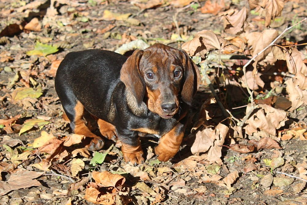 des plaines de Valinor - Chiots disponibles - Teckel poil dur