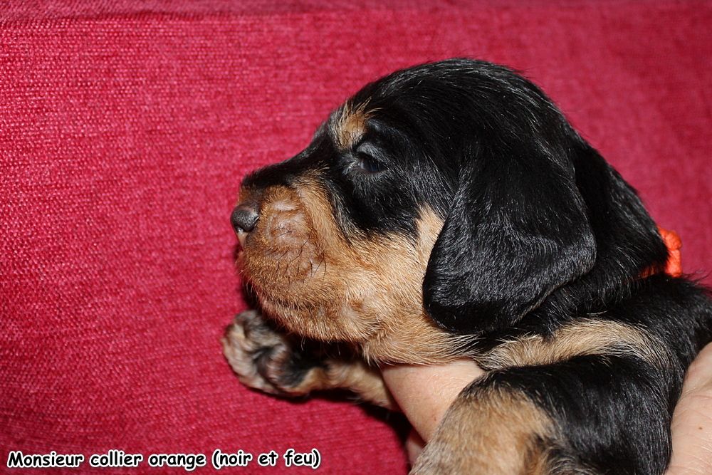 des plaines de Valinor - Chiots disponibles - Teckel poil dur