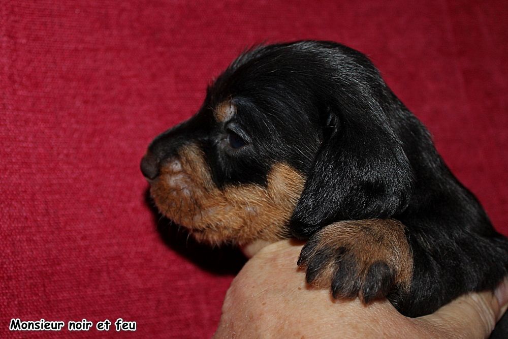 des plaines de Valinor - Chiots disponibles - Teckel poil dur