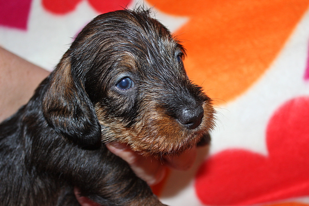 des plaines de Valinor - Chiots disponibles - Teckel poil dur
