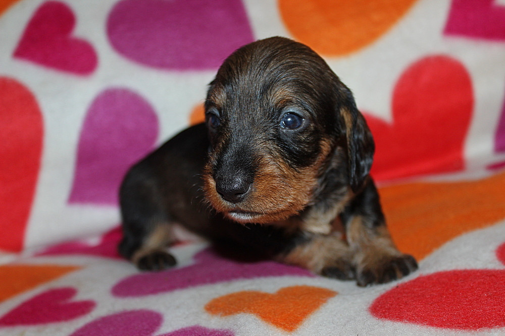des plaines de Valinor - Chiots disponibles - Teckel poil dur