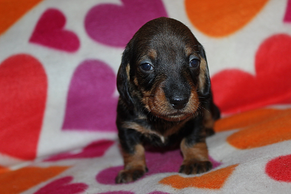 des plaines de Valinor - Chiots disponibles - Teckel poil dur