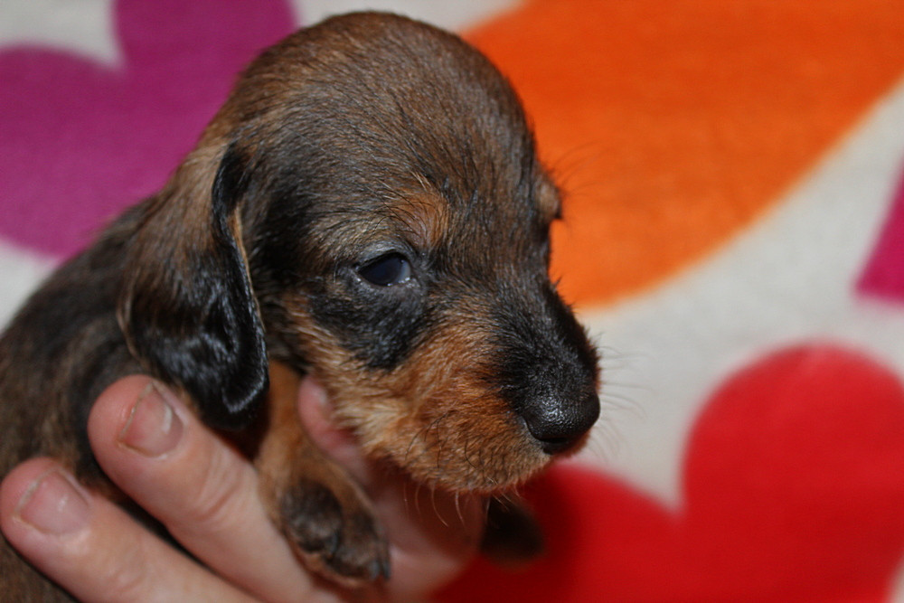 des plaines de Valinor - Chiots disponibles - Teckel poil dur