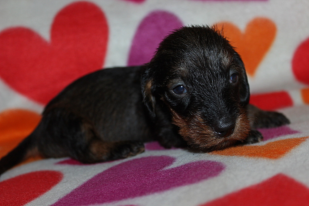 des plaines de Valinor - Chiots disponibles - Teckel poil dur