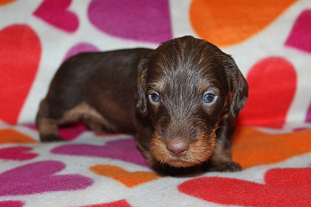 des plaines de Valinor - Chiots disponibles - Teckel poil dur