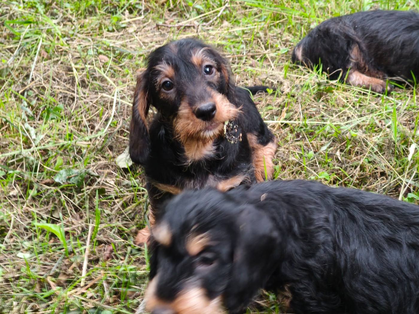 des plaines de Valinor - Chiots disponibles - Teckel poil dur