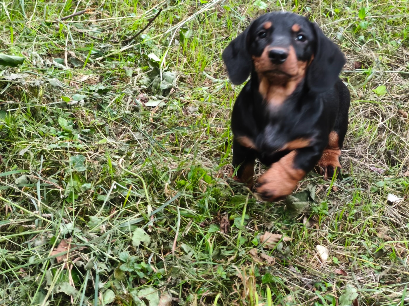 des plaines de Valinor - Chiots disponibles - Teckel poil dur