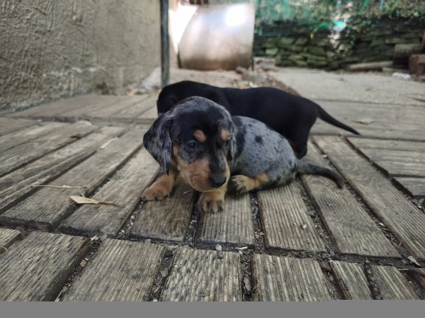 des plaines de Valinor - Chiots disponibles - Teckel poil dur