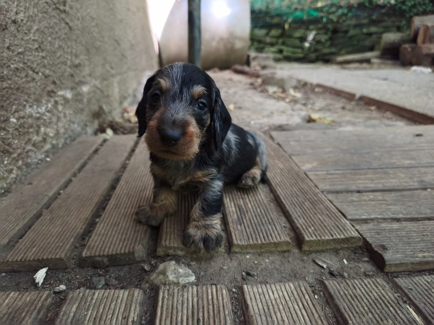 des plaines de Valinor - Chiots disponibles - Teckel poil dur