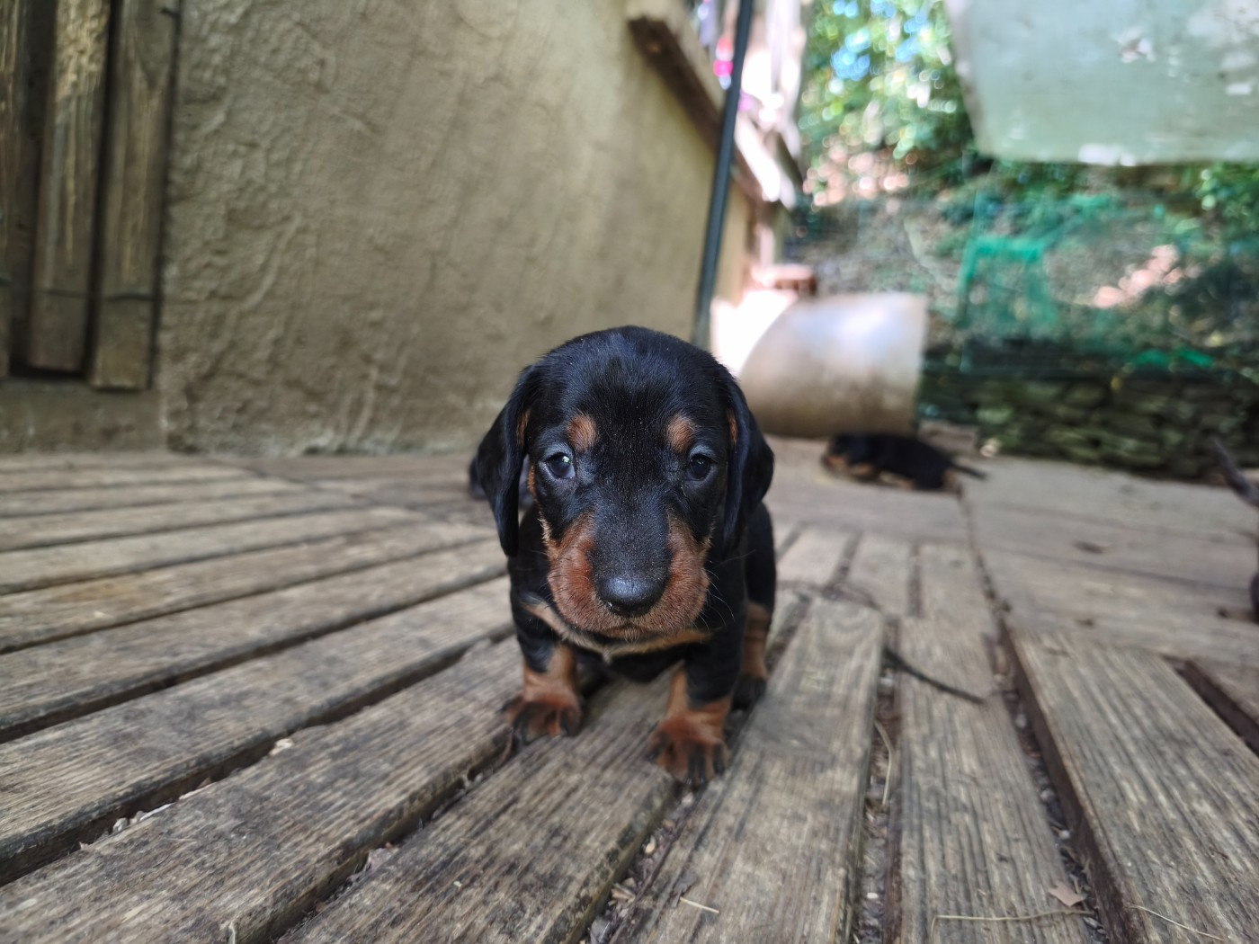des plaines de Valinor - Chiots disponibles - Teckel poil dur