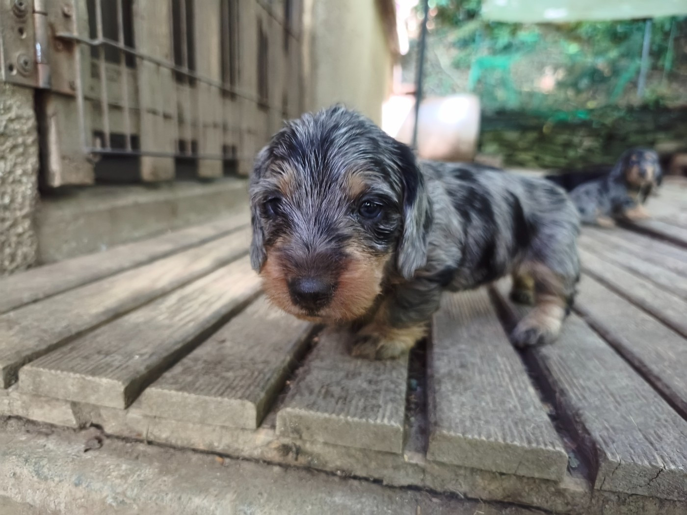 des plaines de Valinor - Chiots disponibles - Teckel poil dur