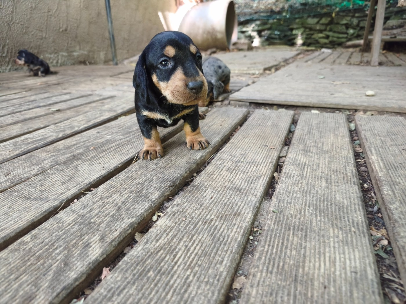 des plaines de Valinor - Chiots disponibles - Teckel poil dur