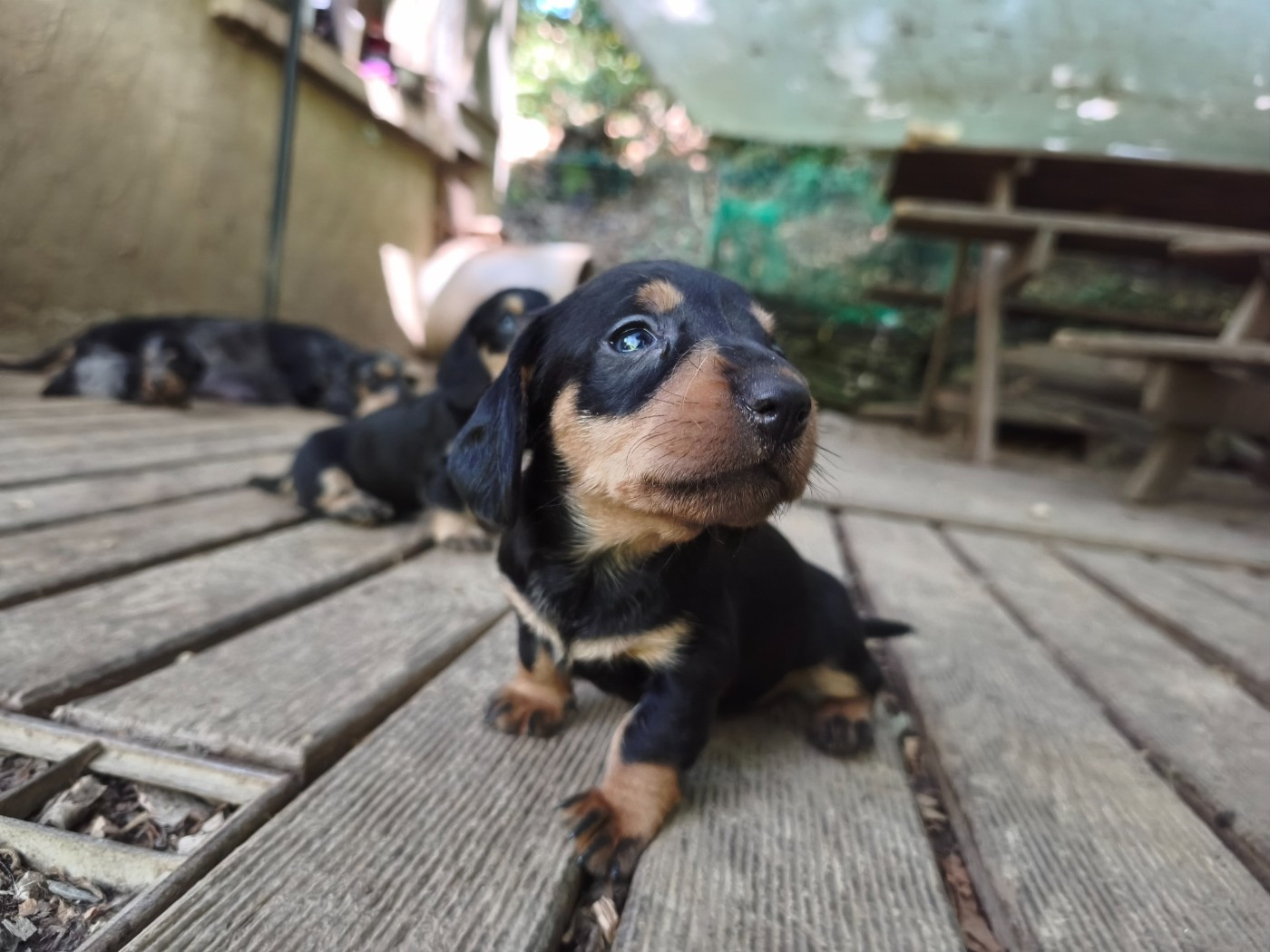 des plaines de Valinor - Chiots disponibles - Teckel poil dur