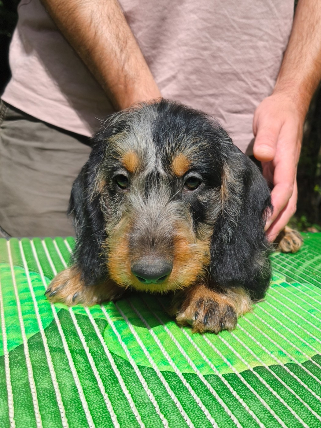 des plaines de Valinor - Chiots disponibles - Teckel poil dur