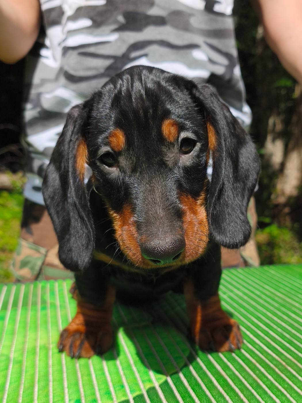 des plaines de Valinor - Chiots disponibles - Teckel poil dur