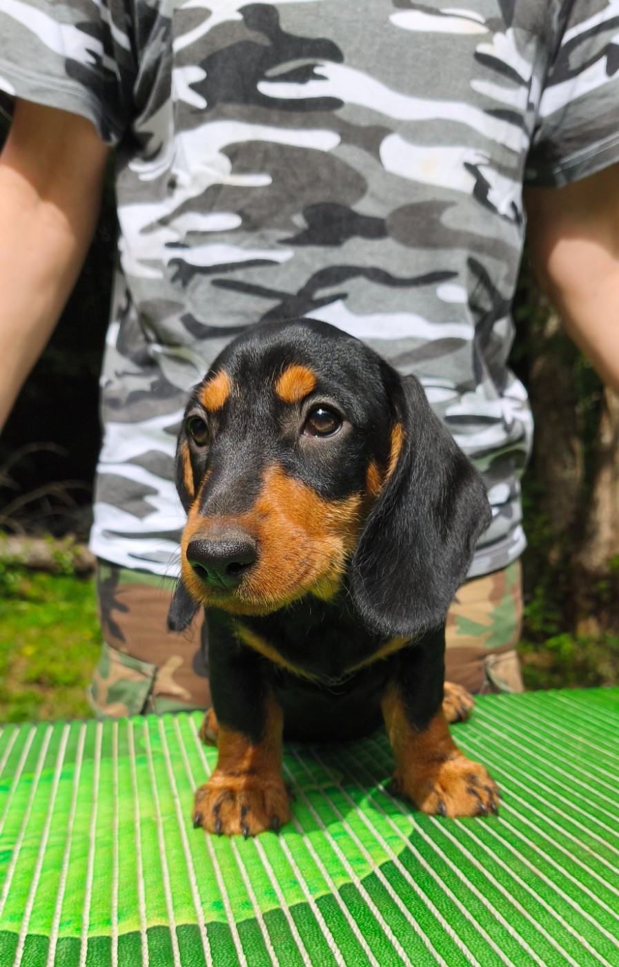 des plaines de Valinor - Chiots disponibles - Teckel poil dur