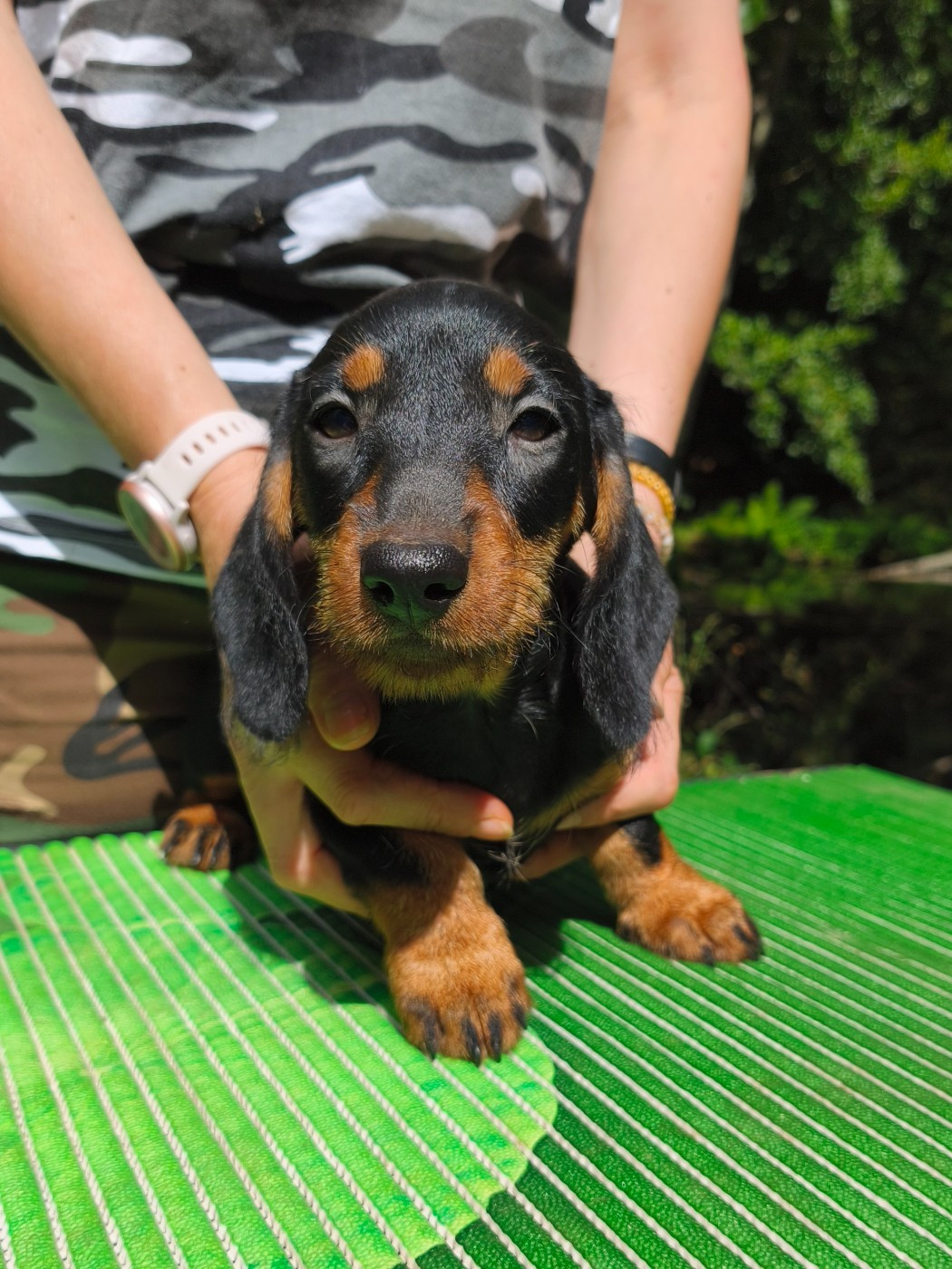 des plaines de Valinor - Chiots disponibles - Teckel poil dur