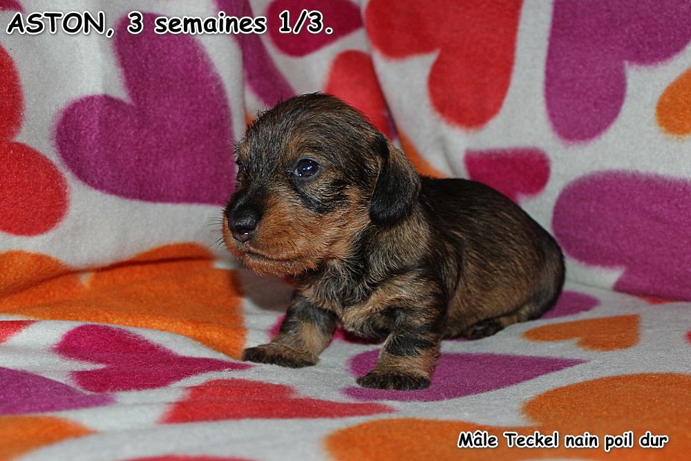 des plaines de Valinor - Chiots disponibles - Teckel poil dur