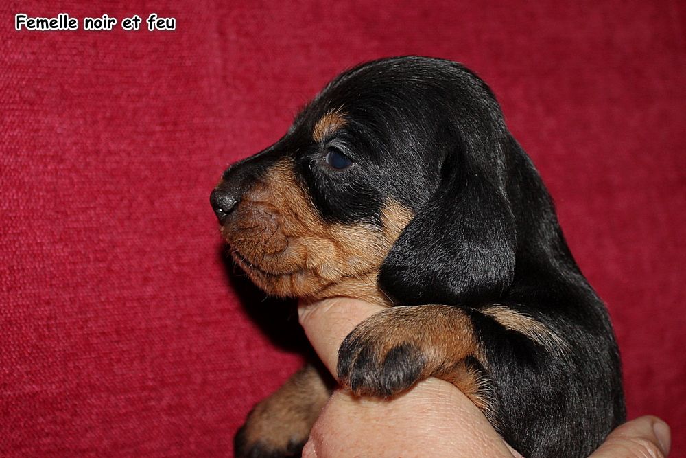 des plaines de Valinor - Chiots disponibles - Teckel poil dur