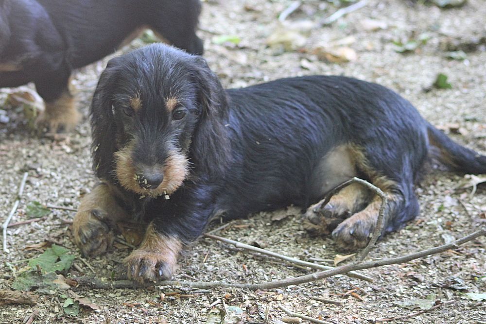 des plaines de Valinor - Chiots disponibles - Teckel poil dur