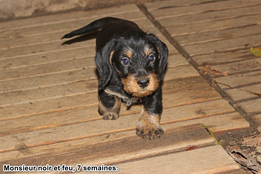des plaines de Valinor - Chiots disponibles - Teckel poil dur