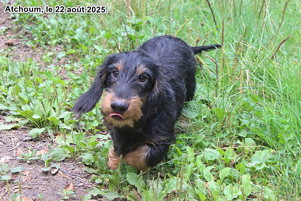 des plaines de Valinor - Chiots disponibles - Teckel poil dur