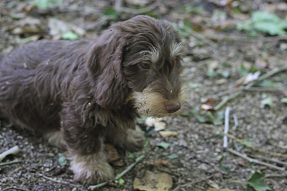 des plaines de Valinor - Chiots disponibles - Teckel poil dur