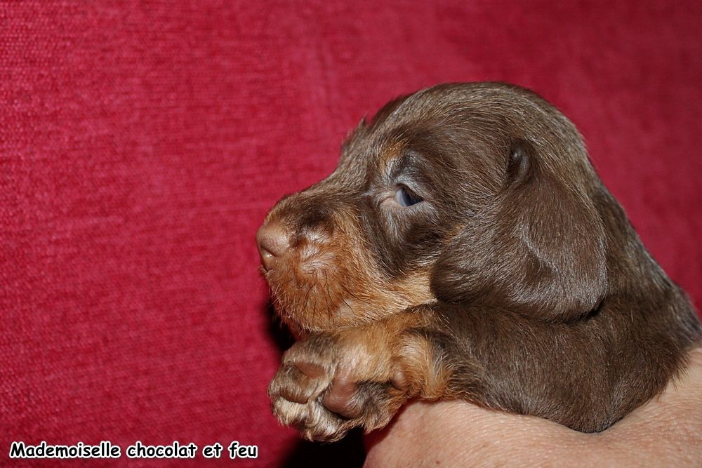 des plaines de Valinor - Chiots disponibles - Teckel poil dur