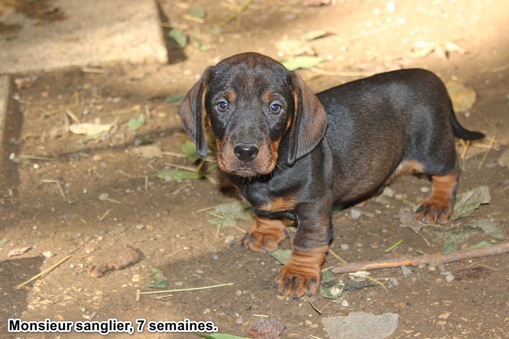 des plaines de Valinor - Chiots disponibles - Teckel poil dur
