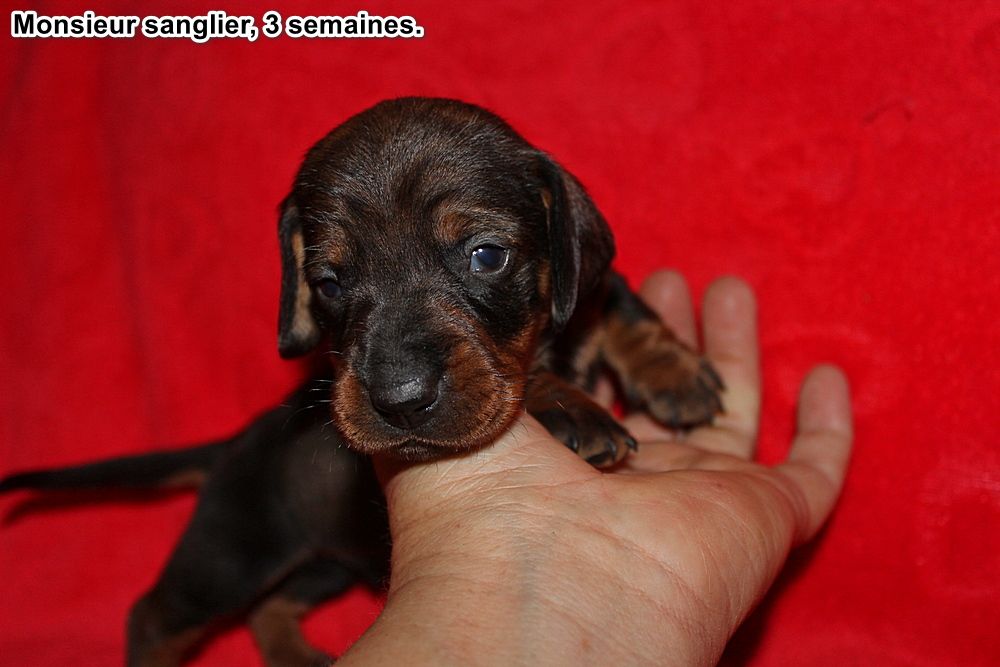 des plaines de Valinor - Chiots disponibles - Teckel poil dur
