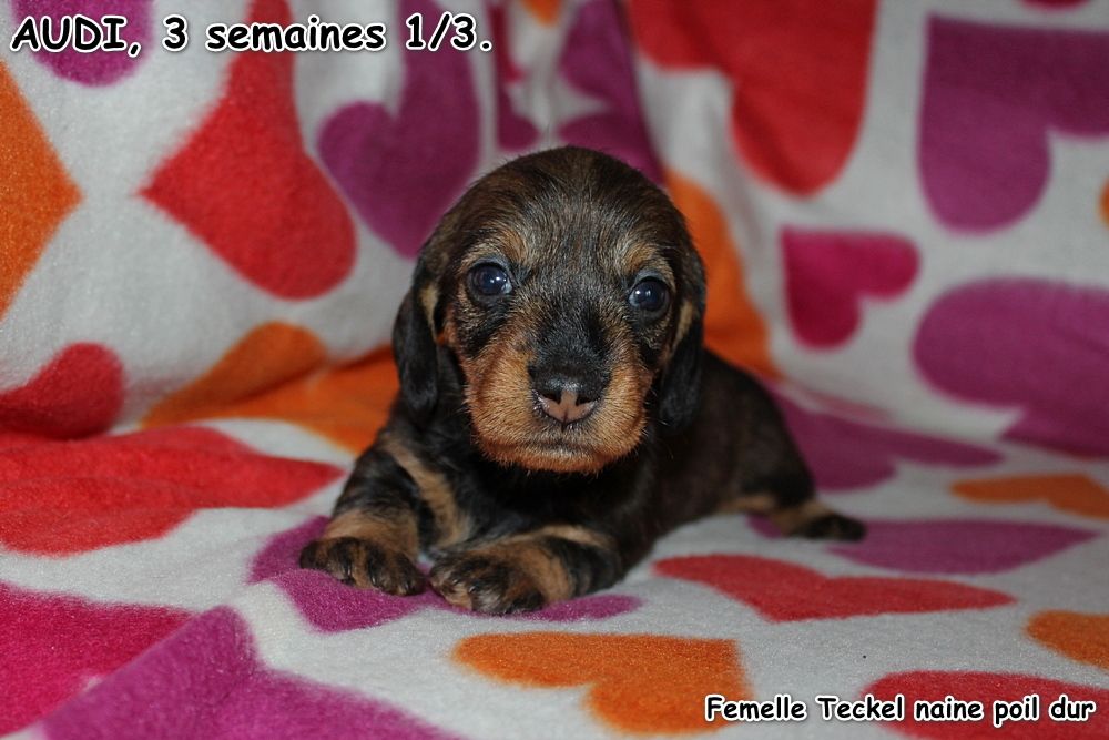 des plaines de Valinor - Chiots disponibles - Teckel poil dur