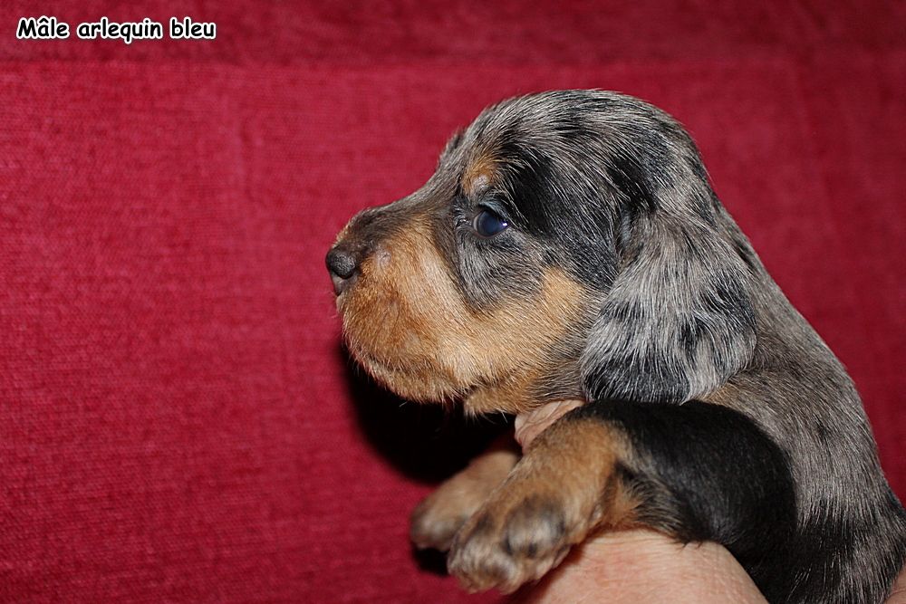 des plaines de Valinor - Chiots disponibles - Teckel poil dur