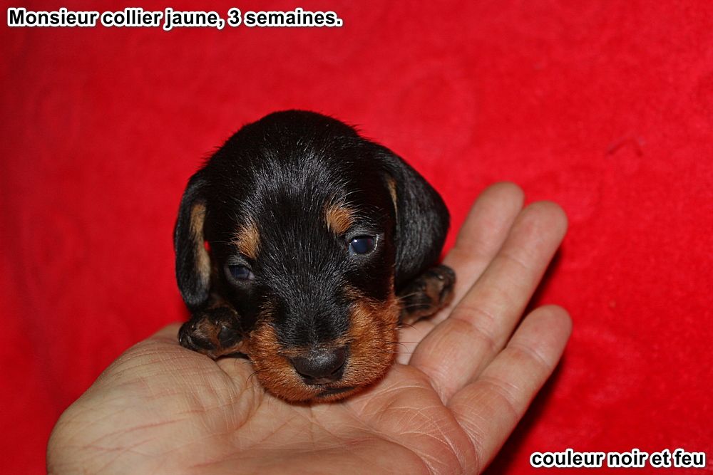 des plaines de Valinor - Chiots disponibles - Teckel poil dur
