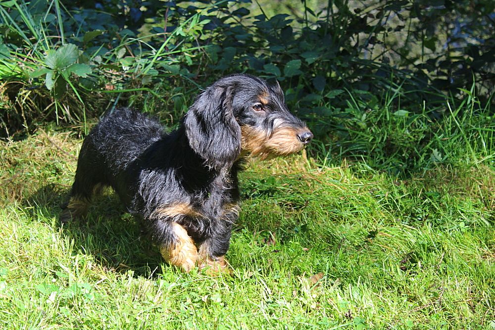des plaines de Valinor - Chiots disponibles - Teckel poil dur