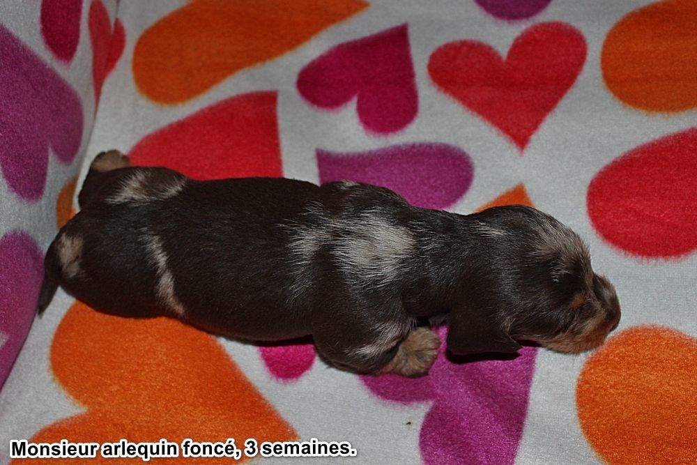 des plaines de Valinor - Chiots disponibles - Teckel poil dur