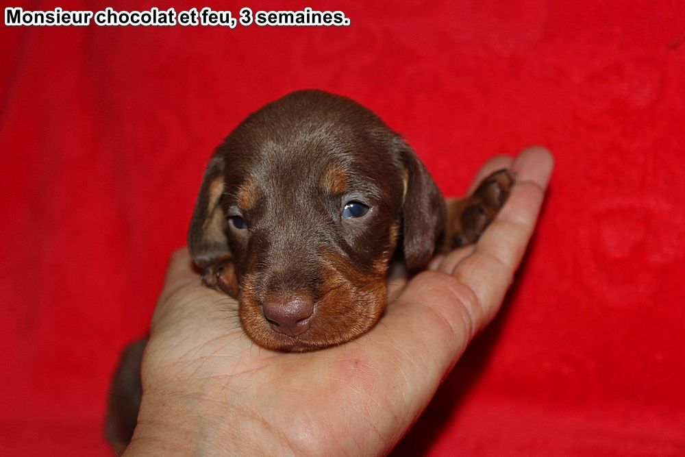 des plaines de Valinor - Chiots disponibles - Teckel poil dur