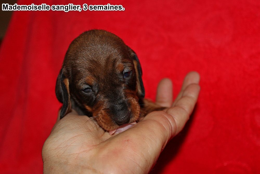 des plaines de Valinor - Chiots disponibles - Teckel poil dur