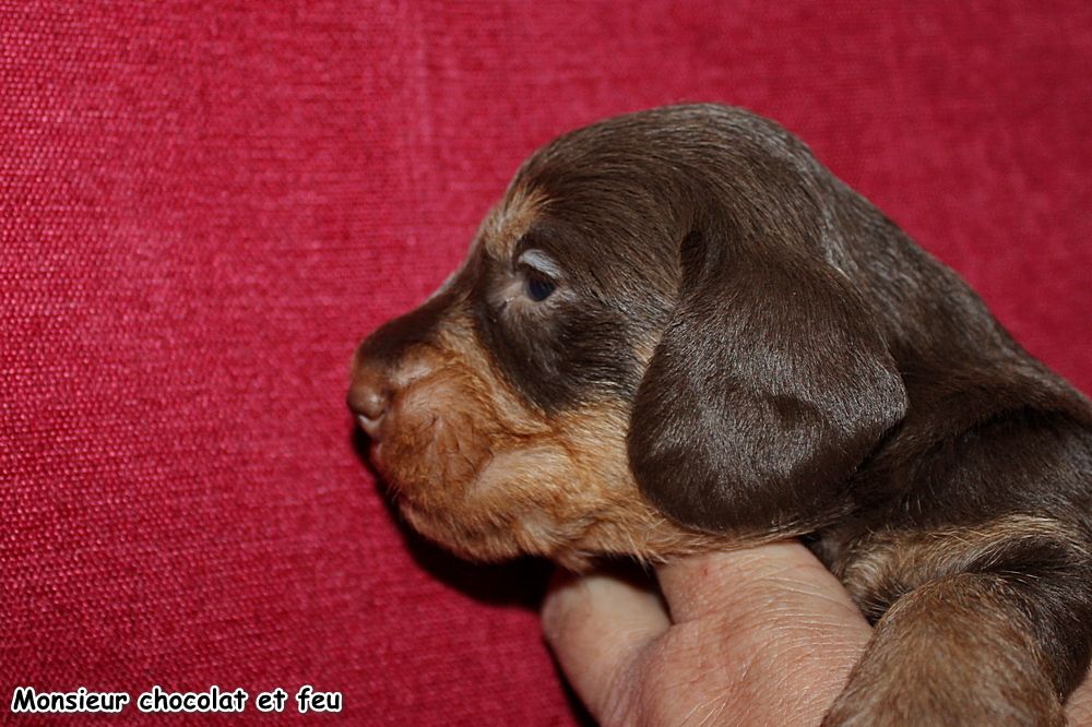 des plaines de Valinor - Chiots disponibles - Teckel poil dur