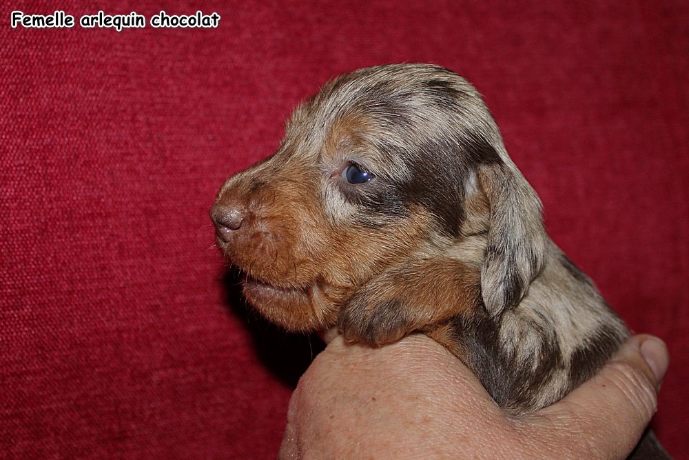 des plaines de Valinor - Chiots disponibles - Teckel poil dur