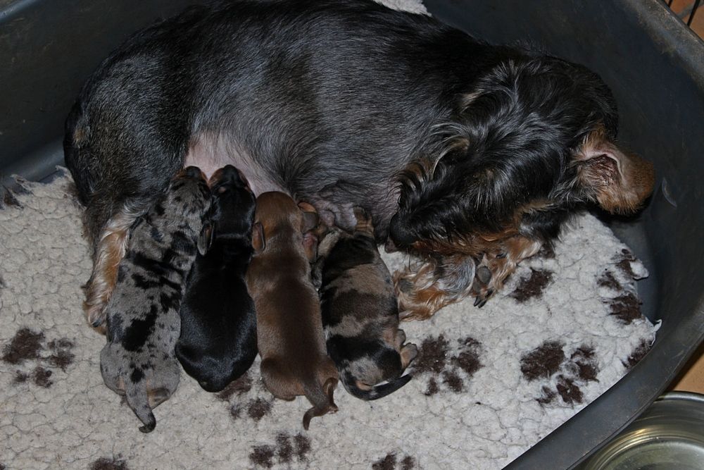 Chiot Teckel poil dur des plaines de Valinor